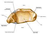 Anatomie: heup,bovenbeen,knie,onderbeen,enkel,voet,acetabulum,collum femoris,trachanter,femur,epicondyl,meniscus,kruisband,cruciate ligament,patella,knieschijf,tibia,fibula,malleolus,talus,calcaneus,tarsus,metatarsus,phalanx,falanx,quadriceps femoris,rectus femoris,sartorius,tensor fasciae latae,tractus iliotibialis,biceps femoris,gastrocnemius,semimembranosus,semitendinosus,soleus,suralis,vena saphena parva,vena saphena magna,sciatic,ischiadicus,peronea